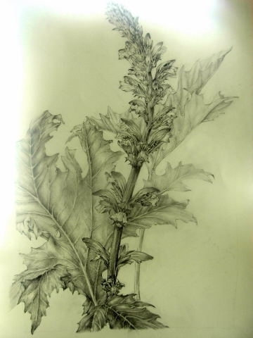 Acanthus mollis