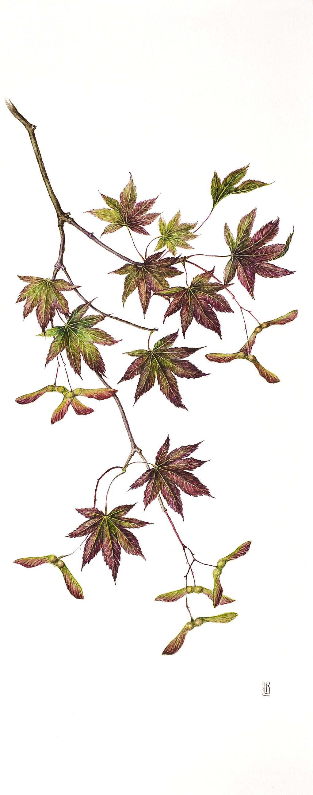 Acer palmatum