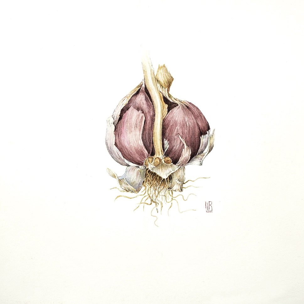Garlic (Allium sativum)