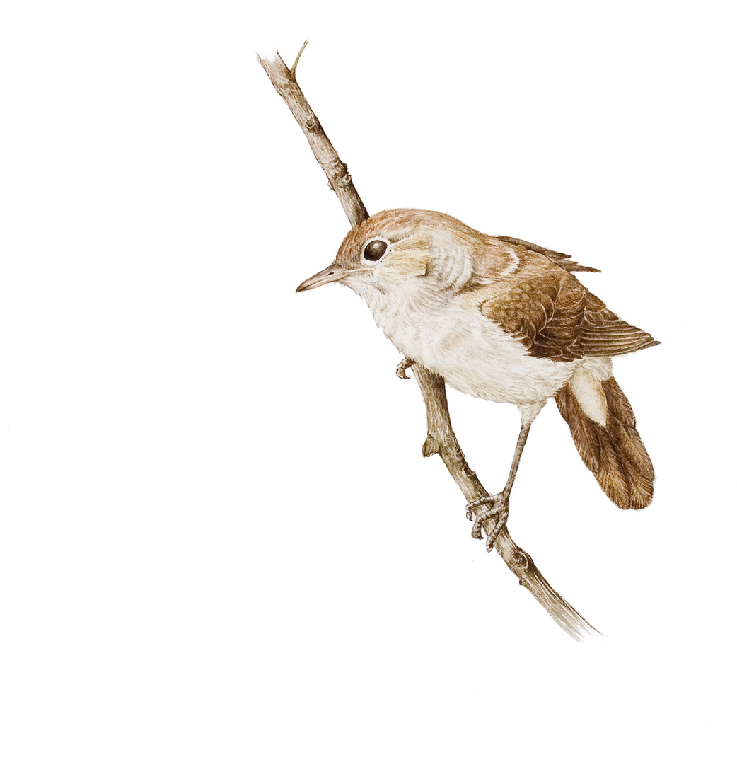 Nightingale (Luscinia megarhynchos)