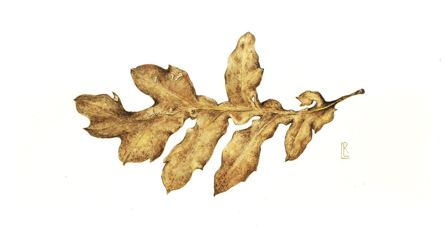 Oak Leaf