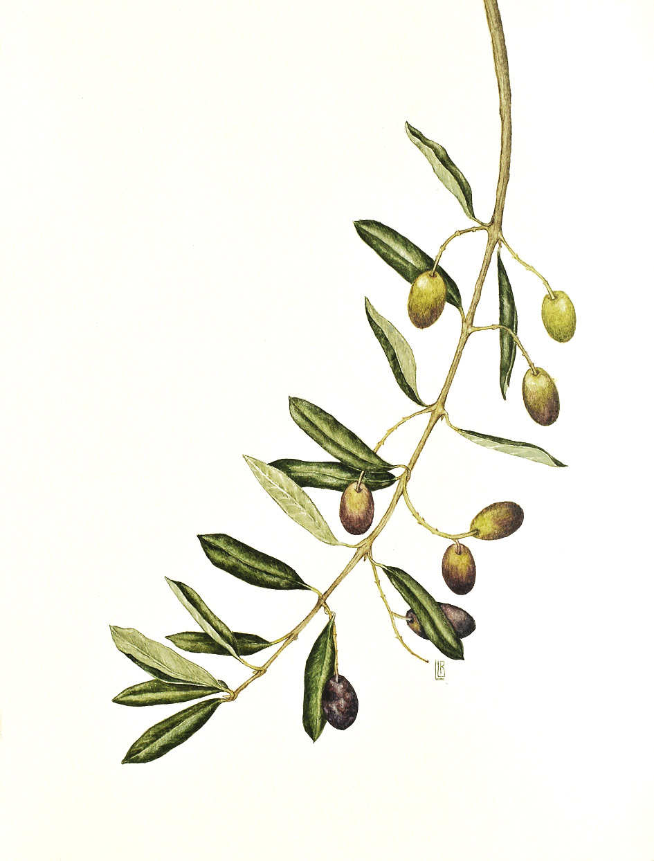Olive branch (Olea europeae)