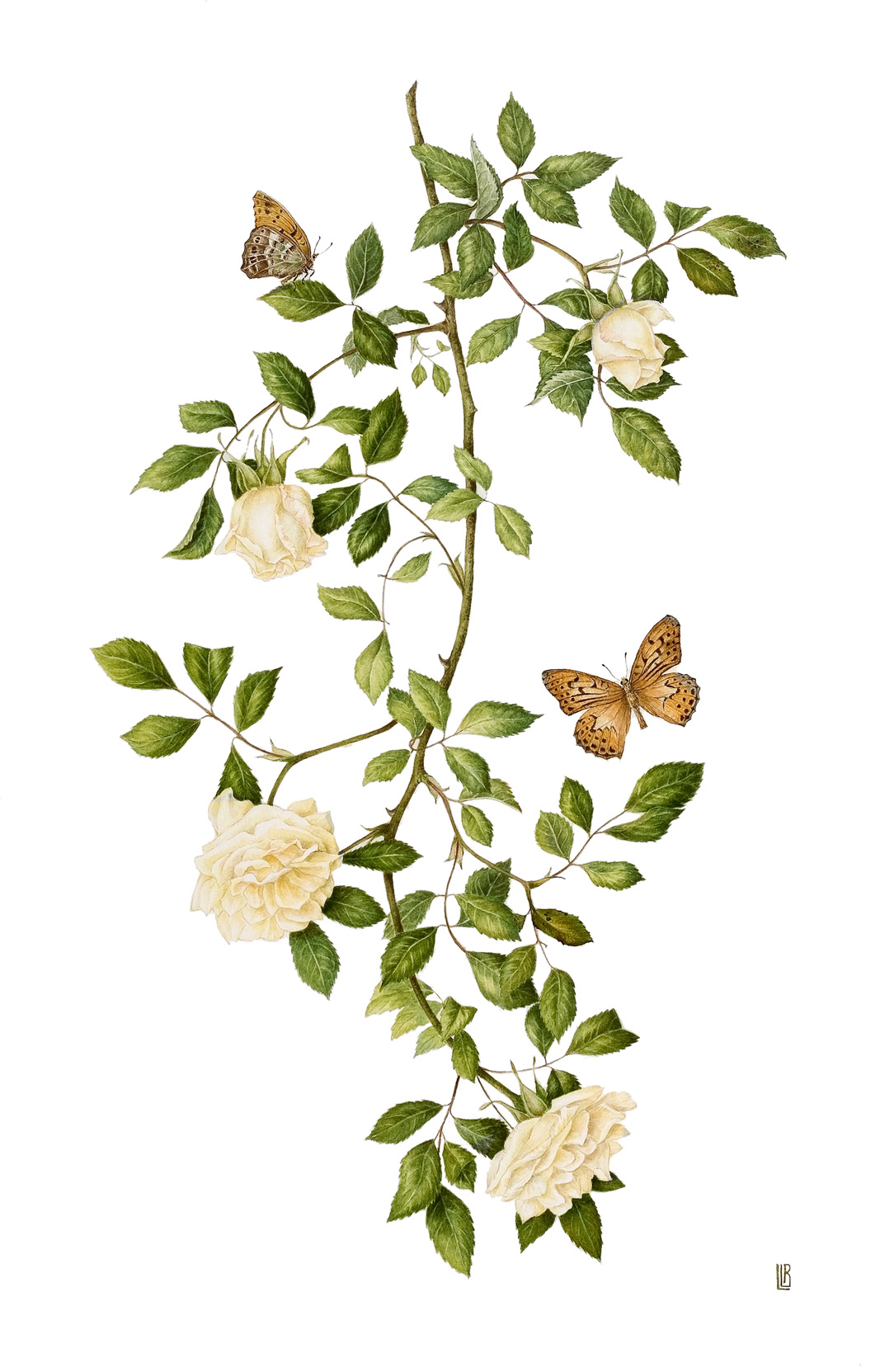 Rosa ‘Park’s Yellow Tea-scented China’ with Argynnis paphia