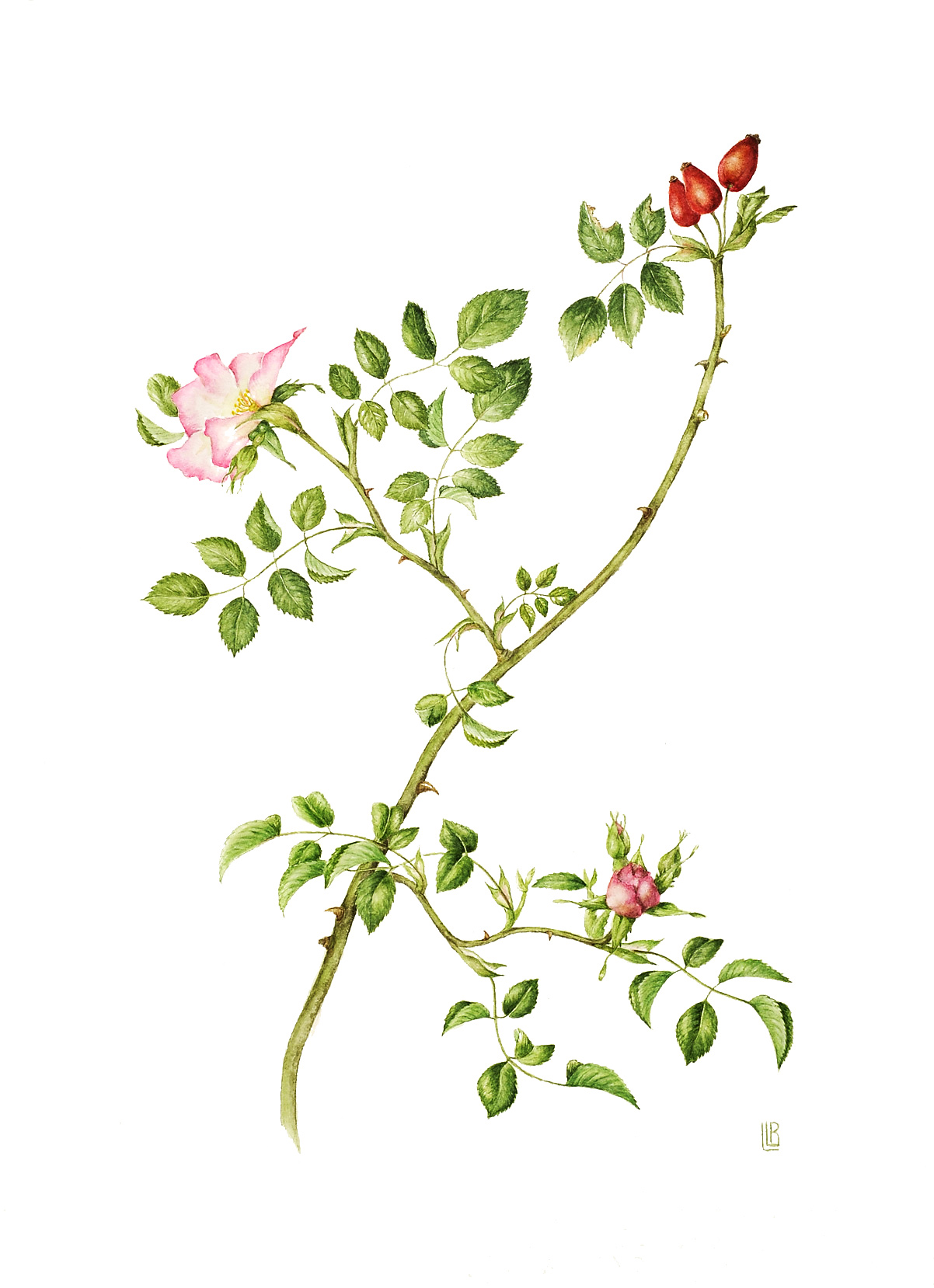 Rosa canina