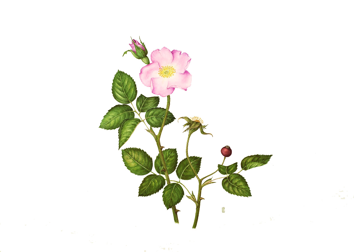 Rosa gallica