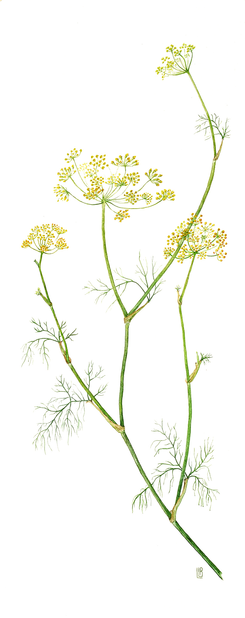 Wild Fennel (Foeniculum vulgare)