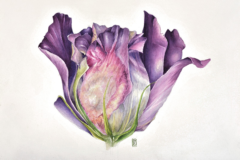 “Eustoma grandiflorum”, coltivar