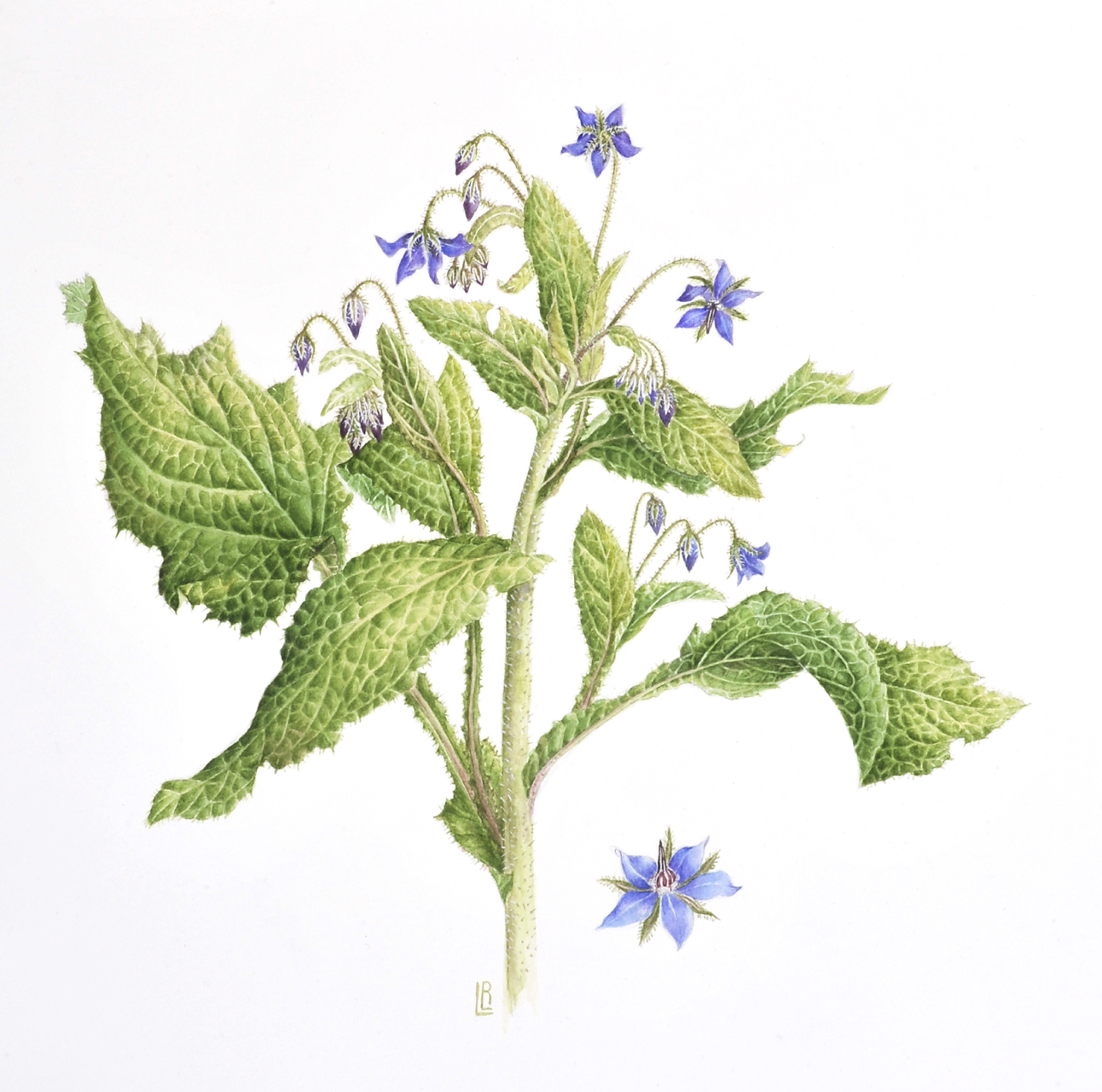Borago officinalis