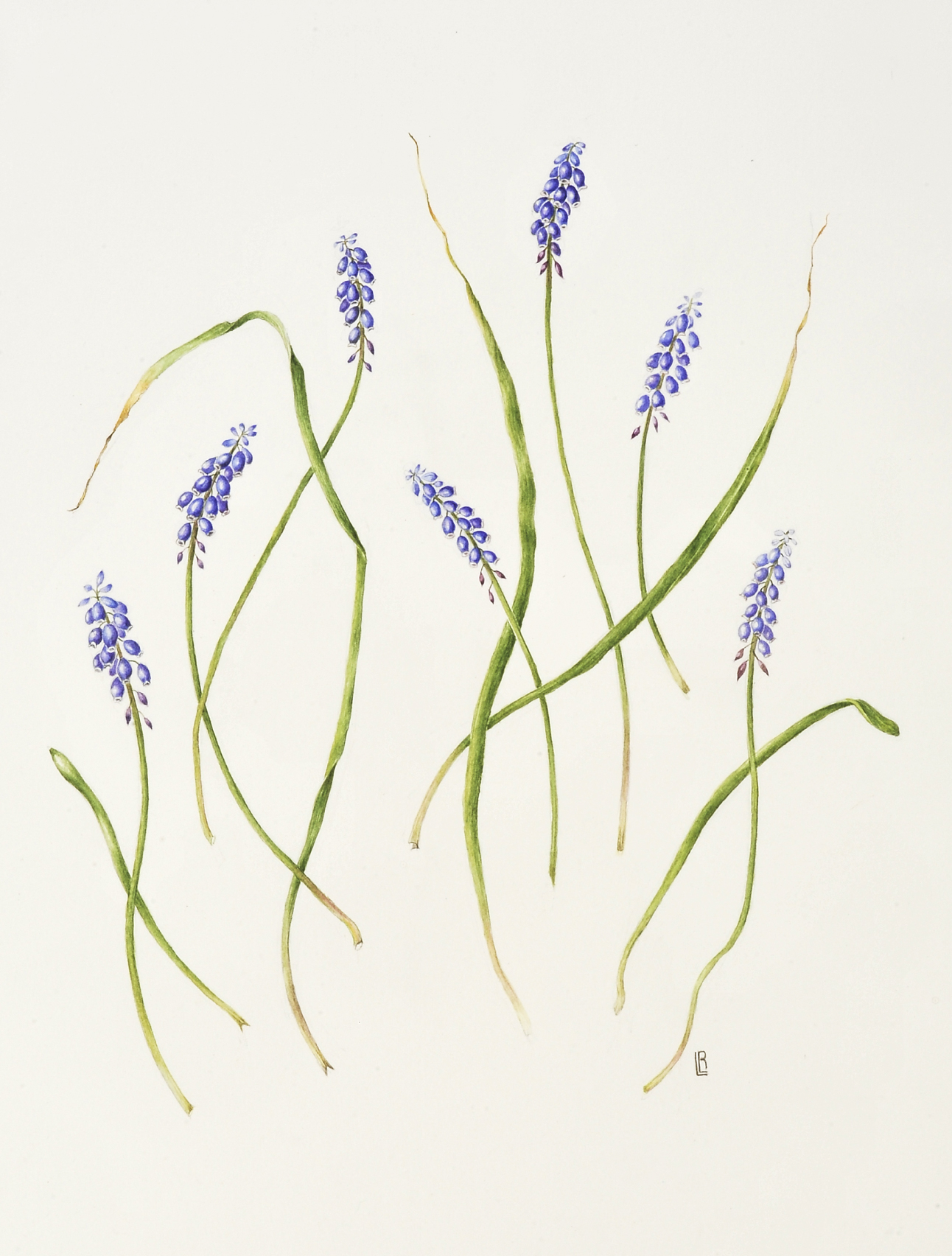 Muscari neglectum