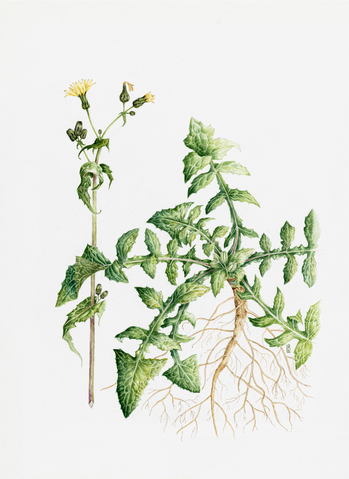 Sonchus oleraceus