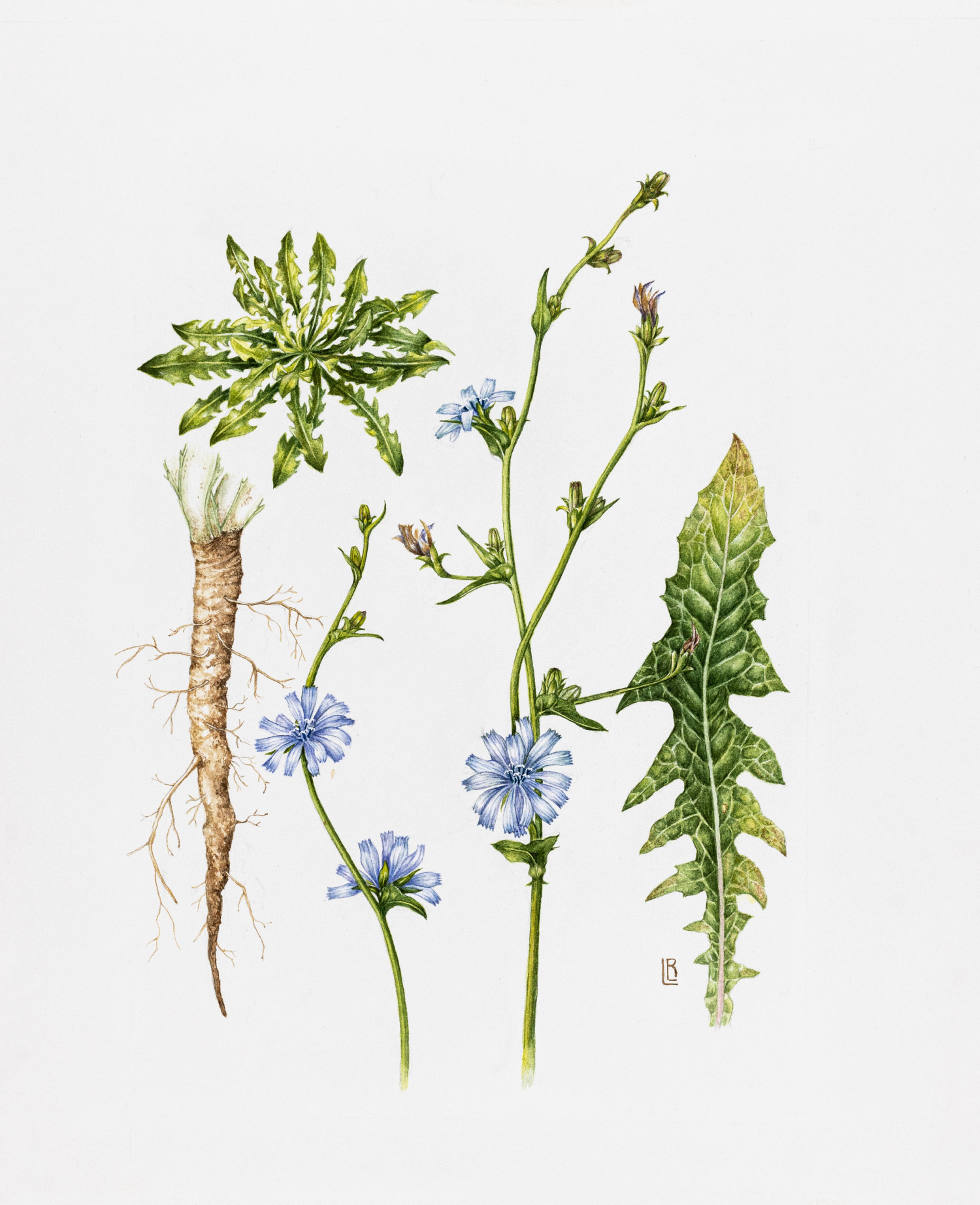 Cichorium intybus