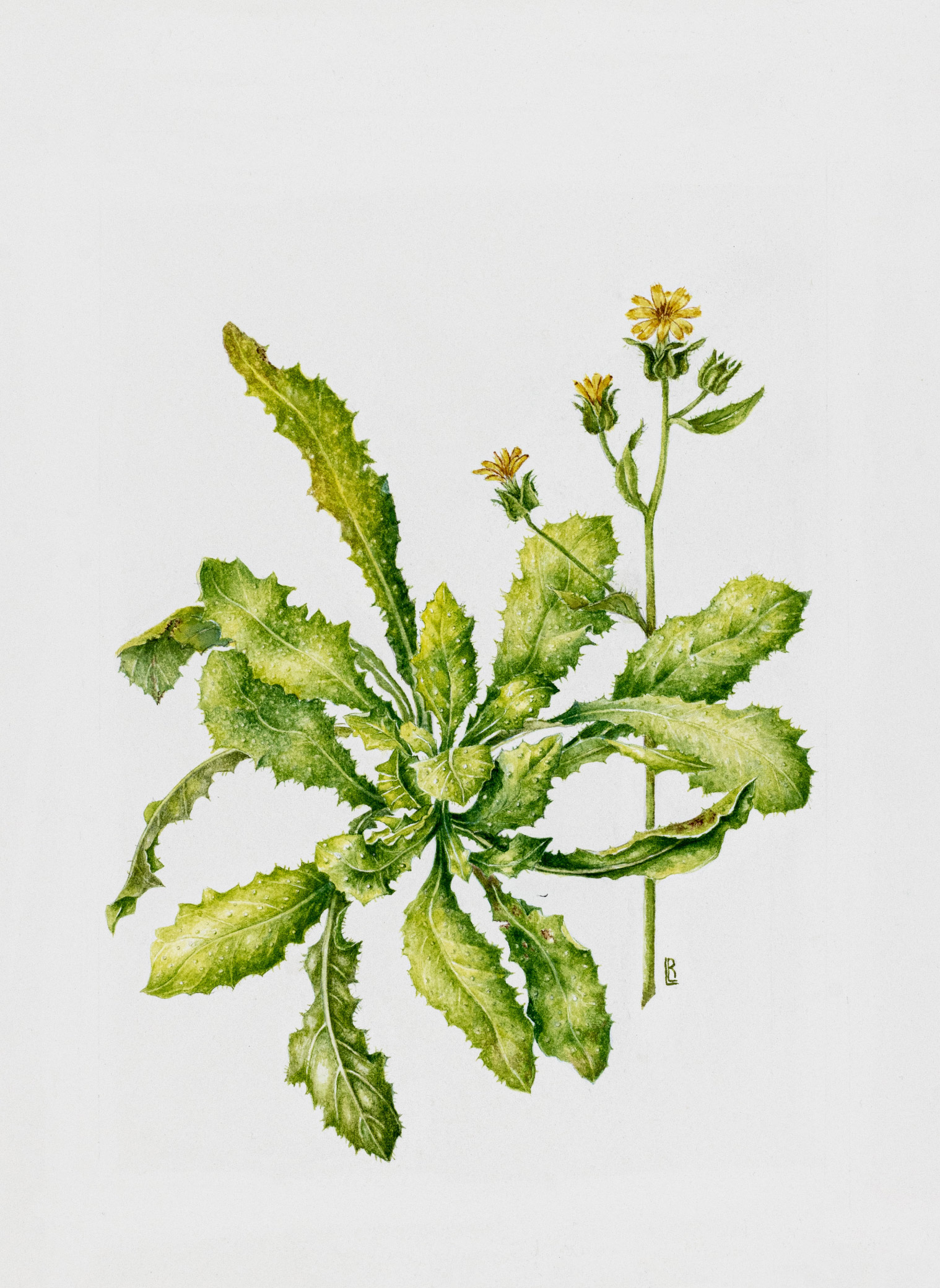 Helminthotheca echiodes