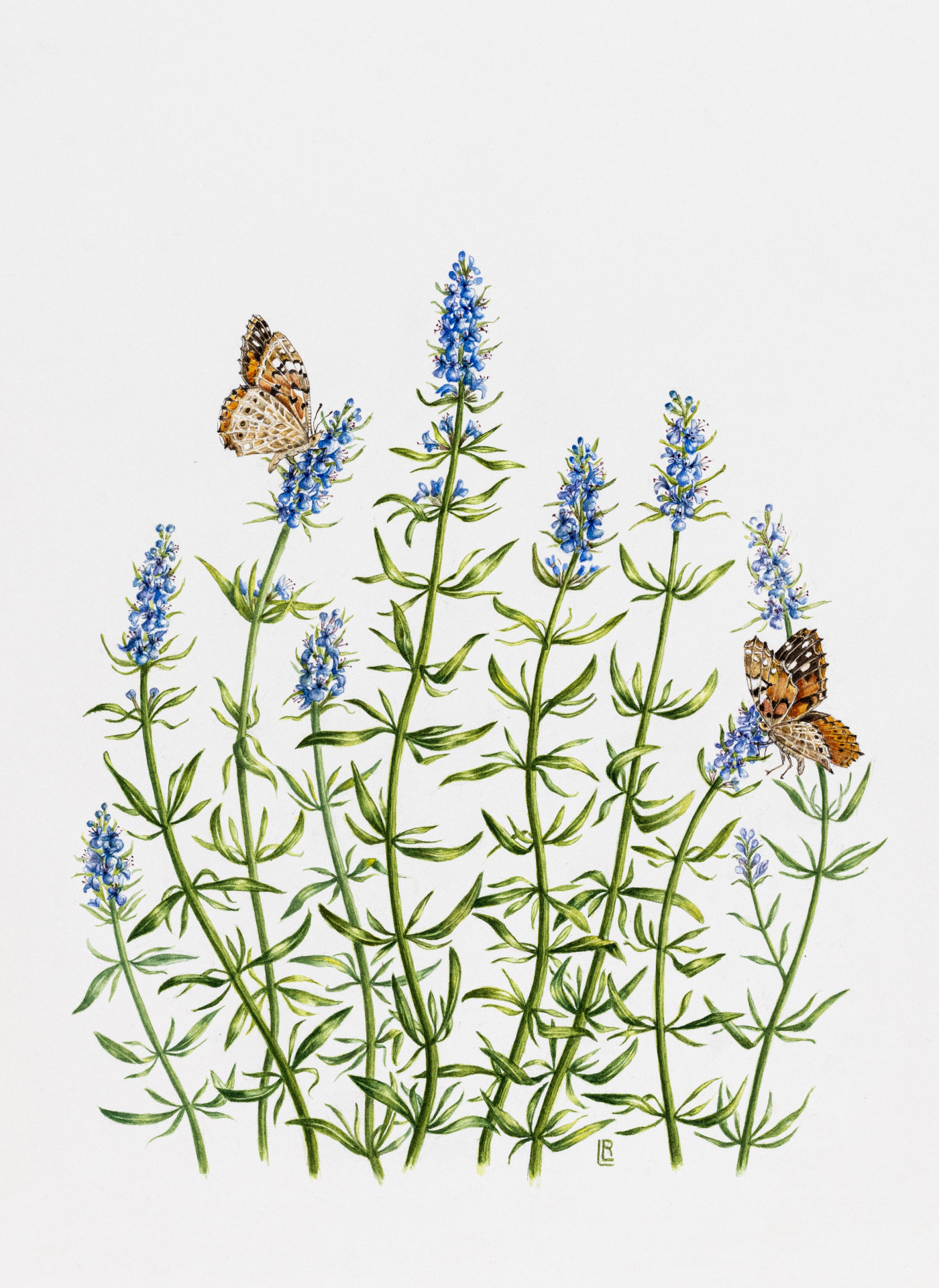 Hyssopus officinalis
